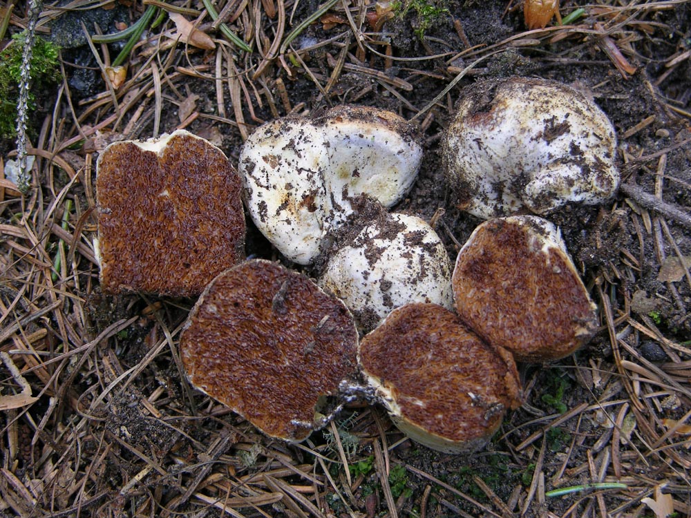 Probabile Hysterangium sp.